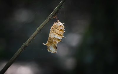 La vie est apprentissage de la métamorphose.