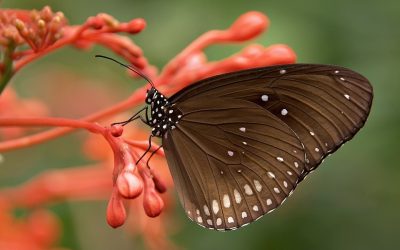 La parabole du papillon