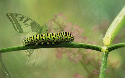Changement , Transformation et Métamorphose