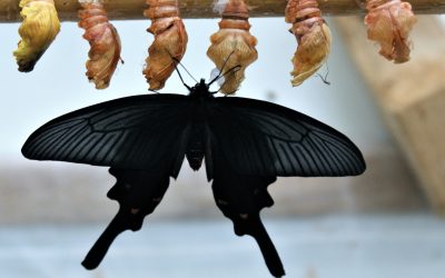 Accompagner un COMEX en transformation