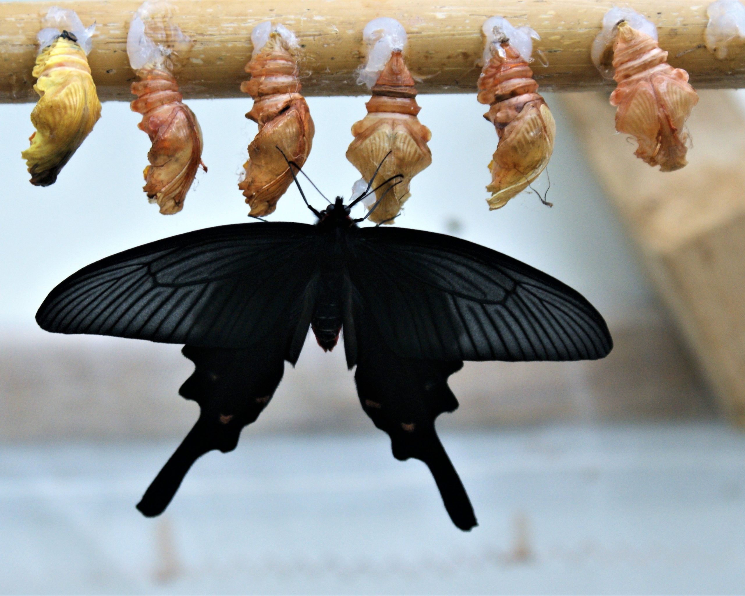 Accompagner un COMEX en transformation