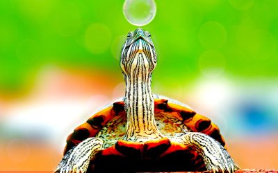 Coaching professionnel rapide : efficacité ou illusion ?